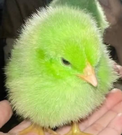 Captura de tela 2025-08-09 002002